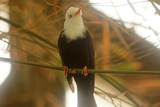 Hypsipetes leucocephalus - China-Rotschnabelbülbül (Madagaskarfluchtvogel)